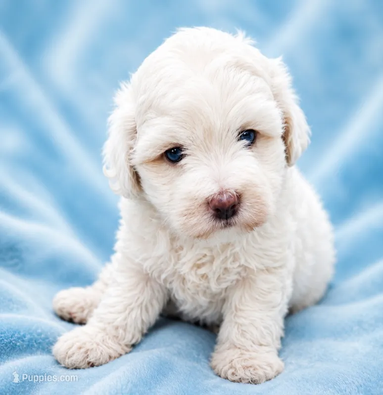 Casper – Cavapoo puppy for sale in Chipley, FL