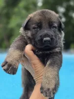 Camo, a male German Shepherd Dog for sale in Chipley, FL – 2 of 5