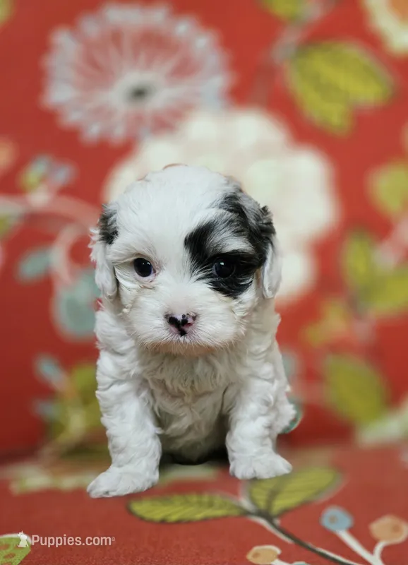 Sky (Micro CavaPoo) – Cavapoo puppy for sale in Chipley, FL