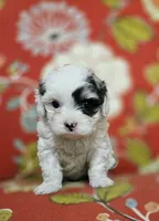 Sky **T-Cup CavaPoo  under 6 lbs @ full grown **, a female Cavapoo for sale in Chipley, FL – 2 of 8