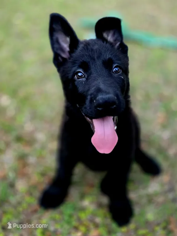 Shade – German Shepherd Dog puppy for sale in Chipley, FL