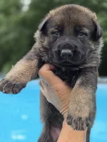 Camo, a male German Shepherd Dog for sale in Chipley, FL – 4 of 5