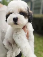 Bandit ***REDUCED***, a male Cavapoo for sale in Chipley, FL – 4 of 5