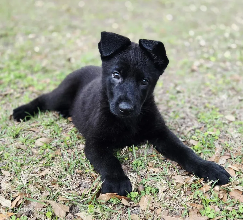 Raven – German Shepherd Dog puppy for sale in Chipley, FL