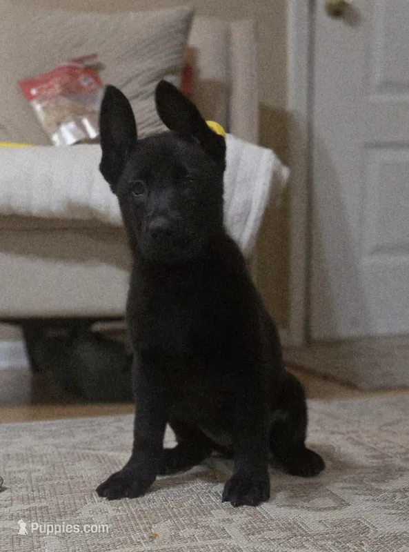 Raven – German Shepherd Dog puppy for sale in Chipley, FL