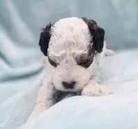 Bandit , a male Cavapoo for sale in Chipley, FL – 9 of 10