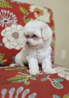Luna **Reduced**, a female Cavapoo for sale in Chipley, FL – 10 of 10