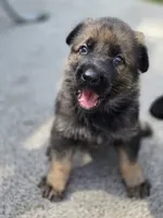 Arya, a female German Shepherd Dog for sale in Chipley, FL – 3 of 6