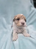 Oliver, a male Cavapoo for sale in Chipley, FL – 8 of 10