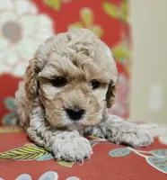 Chicken Nugs, a male Cavapoo for sale in Chipley, FL – 3 of 9