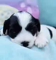  Macie, a female Cavapoo for sale in Chipley, FL – 7 of 9