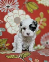 Sky **T-Cup CavaPoo  under 6 lbs @ full grown **, a female Cavapoo for sale in Chipley, FL – 3 of 8