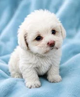 Luna, a female Cavapoo for sale in Chipley, FL – 1 of 3