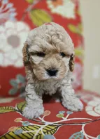 Chicken Nugs, a male Cavapoo for sale in Chipley, FL – 5 of 9