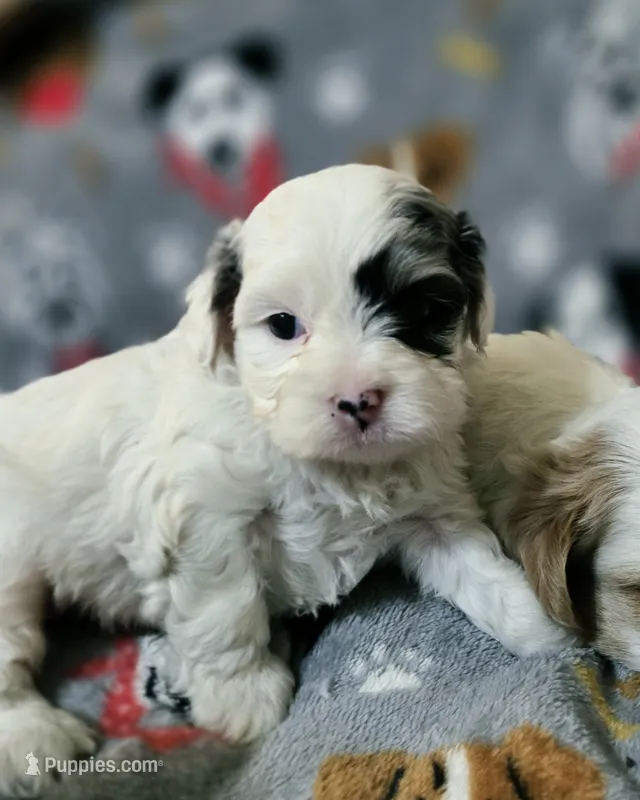 Sky – Cavapoo puppy for sale in Chipley, FL