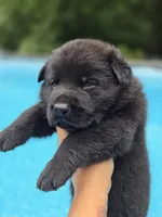 Kodak , a male German Shepherd Dog for sale in Chipley, FL – 3 of 5