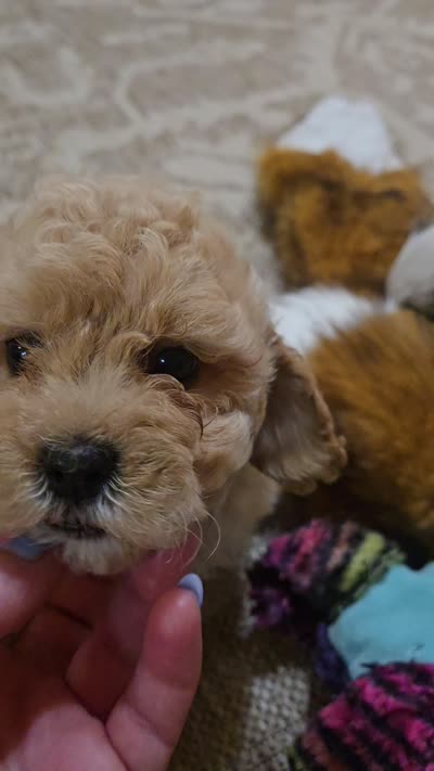 Chicken Nugs Tiny Boy, a male Cavapoo for sale in Chipley, FL – 8 of 8