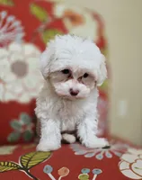 Luna **Reduced**, a female Cavapoo for sale in Chipley, FL – 8 of 10