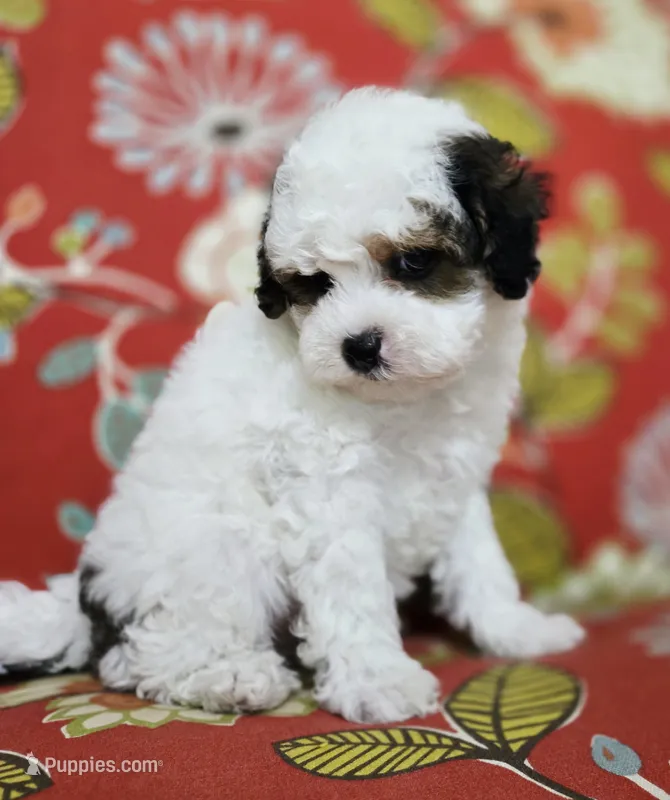 Bandit  – Cavapoo puppy for sale in Chipley, FL