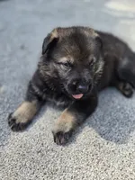 Kane, a male German Shepherd Dog for sale in Chipley, FL – 4 of 7