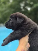 Mara, a female German Shepherd Dog for sale in Chipley, FL – 6 of 7