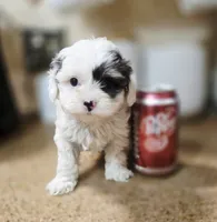 Sky **T-Cup CavaPoo  under 6 lbs @ full grown **, a female Cavapoo for sale in Chipley, FL – 8 of 8
