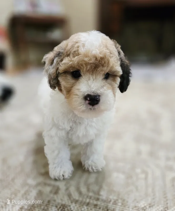 Oliver – Cavapoo puppy for sale in Chipley, FL