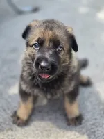 Arya, a female German Shepherd Dog for sale in Chipley, FL – 5 of 6