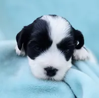  Macie, a female Cavapoo for sale in Chipley, FL – 2 of 9