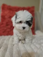 Sky **T-Cup CavaPoo  under 6 lbs @ full grown **, a female Cavapoo for sale in Chipley, FL – 9 of 9