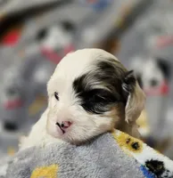 Sky (Micro CavaPoo), a female Cavapoo for sale in Chipley, FL – 5 of 10