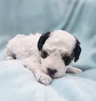 Bandit , a male Cavapoo for sale in Chipley, FL – 4 of 10