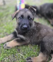 Jazzy, a female German Shepherd Dog for sale in Chipley, FL – Photo 2 of 2