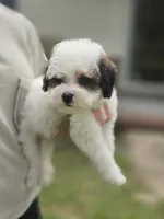 Bandit ***REDUCED***, a male Cavapoo for sale in Chipley, FL – 5 of 5