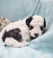 Bandit , a male Cavapoo for sale in Chipley, FL – 5 of 10