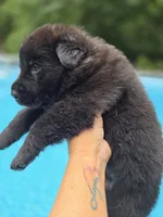 Slade, a male German Shepherd Dog for sale in Chipley, FL – 2 of 3