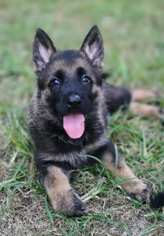 Kane – German Shepherd Dog puppy for sale in Chipley, FL