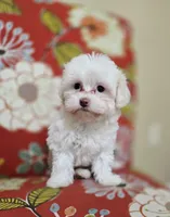Luna **Reduced**, a female Cavapoo for sale in Chipley, FL – 3 of 10