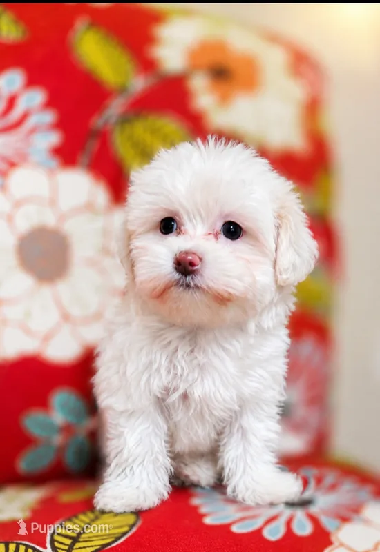 Luna **Reduced** – Cavapoo puppy for sale in Chipley, FL