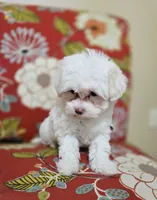 Luna **Reduced**, a female Cavapoo for sale in Chipley, FL – 4 of 10