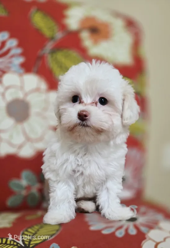 Luna – Cavapoo puppy for sale in Chipley, FL