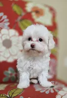 Luna **Reduced**, a female Cavapoo for sale in Chipley, FL – 2 of 10