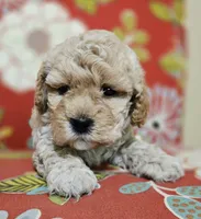 Chicken Nugs, a male Cavapoo for sale in Chipley, FL – 2 of 9