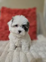 Sky **T-Cup CavaPoo  under 6 lbs @ full grown **, a female Cavapoo for sale in Chipley, FL – 6 of 9
