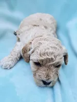 Chicken Nugs, a male Cavapoo for sale in Chipley, FL – 7 of 9