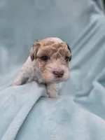 Oliver, a male Cavapoo for sale in Chipley, FL – 9 of 10