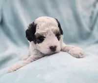 Bandit , a male Cavapoo for sale in Chipley, FL – 7 of 10
