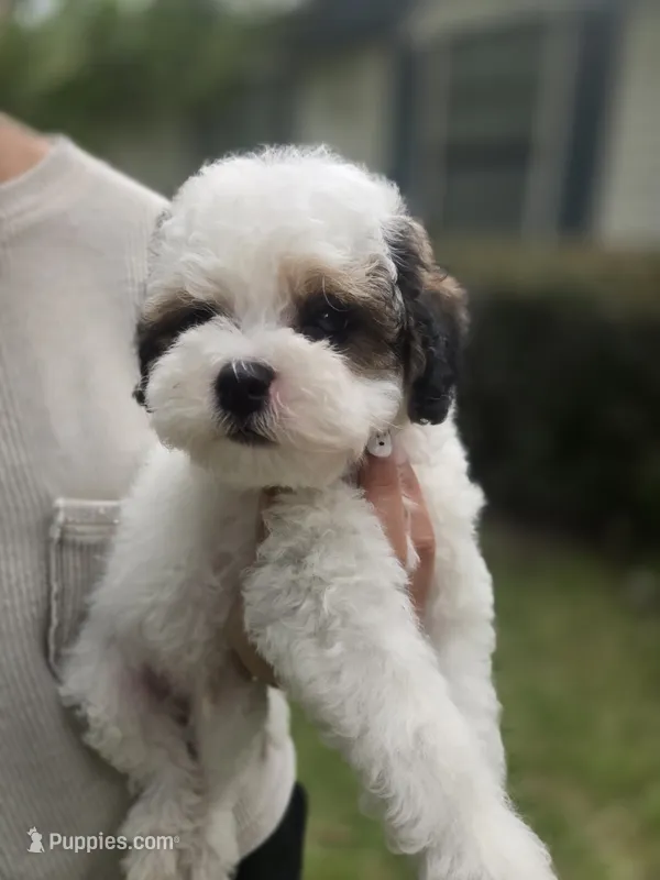Bandit ***REDUCED*** – Cavapoo puppy for sale in Chipley, FL