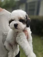 Bandit ***REDUCED***, a male Cavapoo for sale in Chipley, FL – 1 of 5