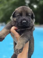 Camo, a male German Shepherd Dog for sale in Chipley, FL – 3 of 5